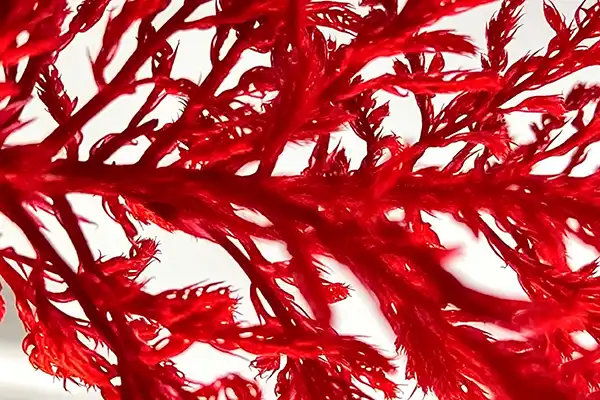 Why Choose Astaxanthin Powder And Oil Over Other Supplements?